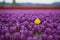 Skagit Valley Tulips