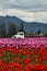 Skagit Valley tulips.