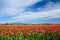 Skagit Valley Tulips in bloom