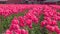 Skagit Valley Tulips, Washington State zoom 4K. UHD