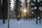 Skandinavien winter sunset forest