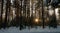 Skandinavien winter sunset forest