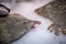 Skate  fish resting on ice on a fish market