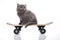 Skateboard, Little gray kitten