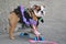 Skateboarding Ballerina Bulldog