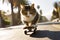 Skateboarding cat. Funny cat rides skateboard on the street in summer city