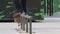 Skater make grind trick smith on rail in skatepark, close-up view in slowmotion