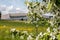 skating center of the Moscow Region and beautiful defocus floral background. Blooming spring flowers