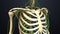 Skeletal bones Ribs with Lymph Nodes