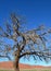 Skeletal carcase of dead tree