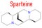 Skeletal formula of Sparteine scotch broom alkaloid molecule.