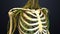Skeletal with Nerves and Lymph Nodes around chest