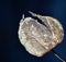 Skeletal peel covered with snow flowers of Physalis alkekengi