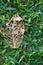 The skeletal remains portrait shot of a leaf, detailing its decay, while feeding its grassy-green background.