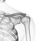 The skeletal shoulder