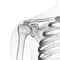 the skeletal shoulder