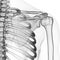 the skeletal shoulder