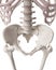 The skeletal system - the hip and lower spine