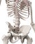 The skeletal system - the hip and lower spine