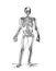 Skeletal system structure of a human body from the book of