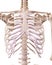 The skeletal thorax