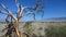 Skeletal Tree Death Valley