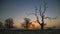 Skeletal tree in an English parkland at sunrise