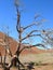 Skeletal tree in the Kalahari desert