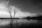 Skeletal tree on a lake at sunset, with beautiful water reflect