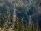 Skeletal Trees at Fortune Cookie Pass, Alpine Lakes, Cascade Range, Washington