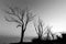 Skeletal trees on lake shore beneath an almost empty sky