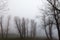 Skeletal trees in a park in the middle of fog