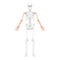 Skeleton Arms Human front Anterior ventral view with partly transparent bones position. Hands, forearms realistic flat