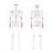 Skeleton Arms Human front back view with partly transparent bones position. Set of 3D hands, forearms realistic flat