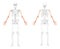 Skeleton Arms Human front back view with two arm open poses with partly transparent bones position. Hands, forearms