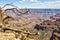 Skeleton Arms of A Ponderosa Pine Project Into the Grand Canyon of Arizona