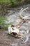 The Skeleton of a Big Horn Sheep in the Forest at Rocky Mountain National Park