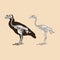Skeleton bird antique vector illustration