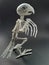 Skeleton of a bird on a black background a Halloween decoration