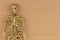 Skeleton on brown textured cardboard background