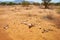 Skeleton of a buffalo in the savannah of Tsavo East