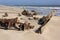 Skeleton Coast - Namibia