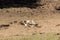 Skeleton of dead animal in Kruger Park, South Africa