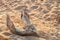 Skeleton of dead animal on Safari South Africa