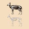 Skeleton deer with short horns vector illustration
