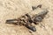 The skeleton of a Dolphin close-up, thrown on the beach. The concept of ecological disaster