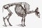 Skeleton of European bison bonasus in profile view