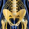 Skeleton of Female nervous system of back