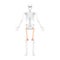 Skeleton femur thigh bone Human front view with two arm poses with partly transparent bones position. Realistic flat