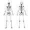 Skeleton Front & Back - Pencil Drawing